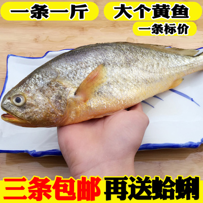 海鲜水产鲜活黄花鱼新鲜黄鱼野生大黄鱼深海鱼当天海鱼 三斤包邮