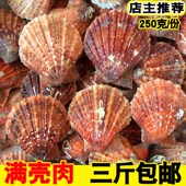 海鲜水产鲜活小红贝 新鲜红扇贝优质野生小扇贝海鲜贝类烧烤 扇贝