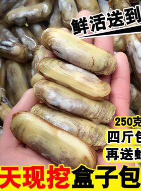 野生双头鲜活海贝连云港特产蛏子