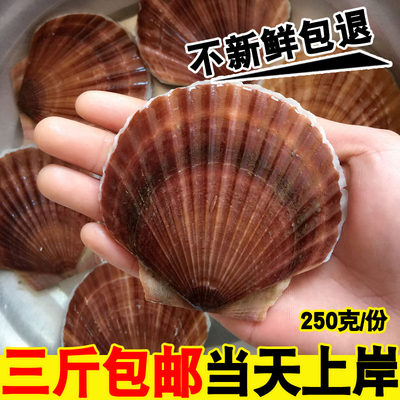 鲜活野生蒜蓉粉丝扇贝海鲜水产