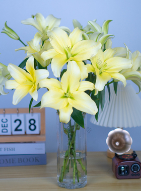 【黄色香水百合】云南基地直发办公室内鲜花直播间现场直播卖花