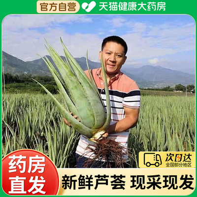 药用芦荟可食用叶片美国库拉索芦荟芦荟盆栽苗美容院灌肤敷脸er