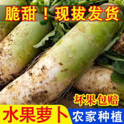 贵州新鲜水果萝卜青皮萝卜甜脆时令水果白萝卜生吃正宗农家蔬菜