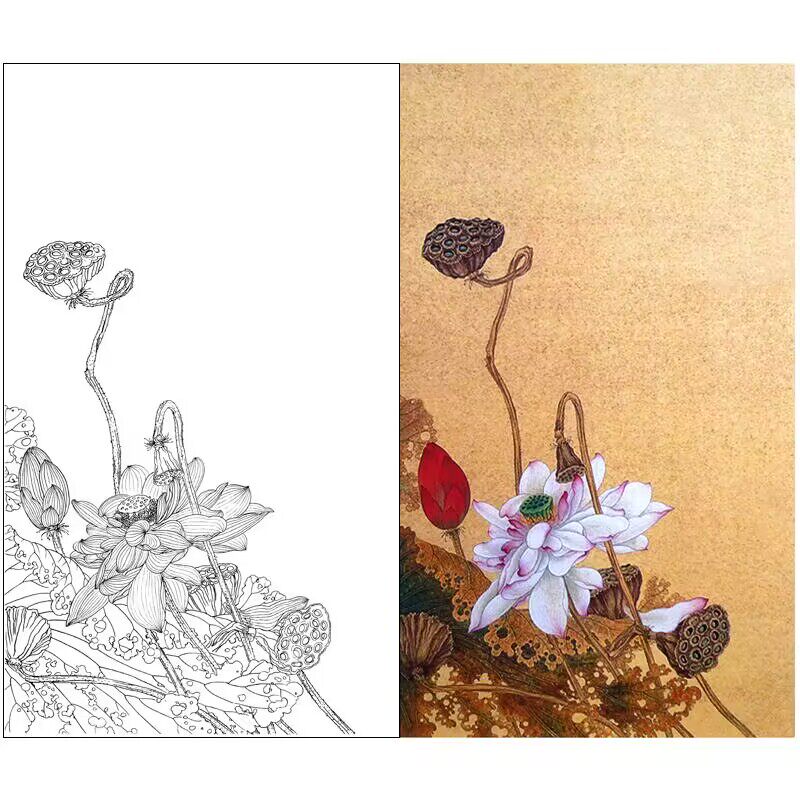 国画工笔画白描打印底稿莲藕红荷初学宣纸者临摹透稿勾线练习537x