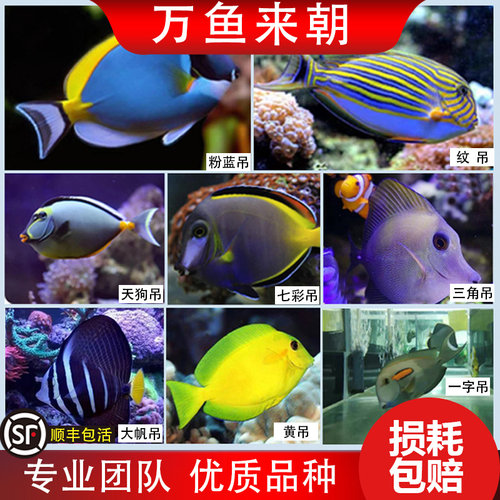 万来发价格 万来发图片 星期三