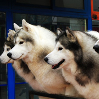 黑色哈士奇种公对外借配 配狗 配种