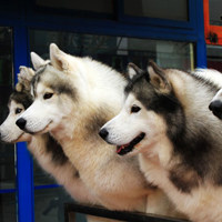 黑色哈士奇种公对外借配配种