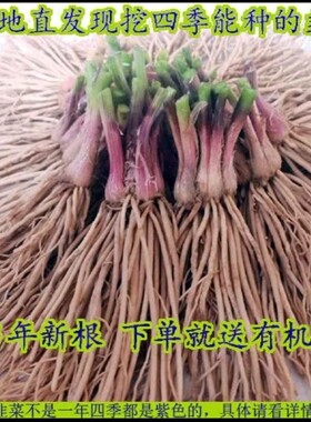 基地现挖韭菜根白根宽叶紫根苗室内阳台庭院种菜四季盆景植物包活