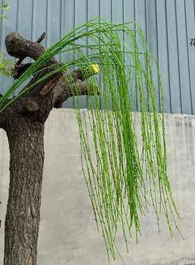 仿真吊垂柳枝绿色植物墙配材一帘幽梦藤条田园风格芽柳草壁挂藤蔓