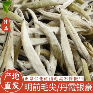 2025头采春芽正宗红山白毛尖韶关仁化白毛茶粤北特产兰香耐泡银豪