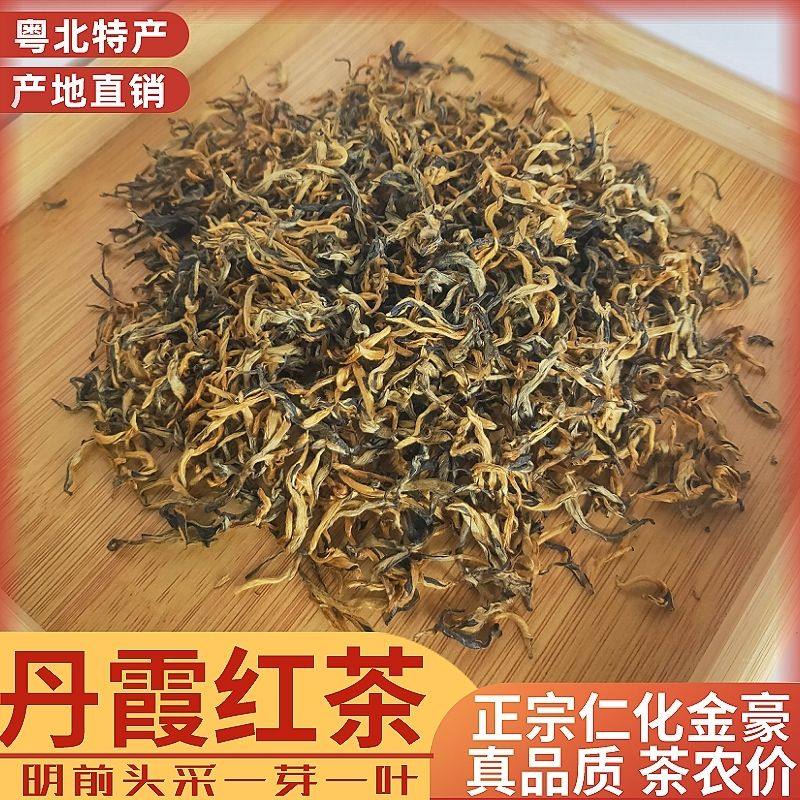 头春新茶丹霞红茶广东韶关仁化白毛茶明前金豪养胃浓香耐泡高档茶