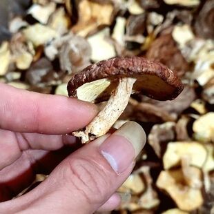 今年新菇500g韶关香菇特级新鲜蘑菇广东香菇粤北花菇特产干货直发