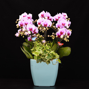 蝴蝶兰盆栽北京同城第二名粉花鲜花礼品兰花盆景年宵室内客厅花卉