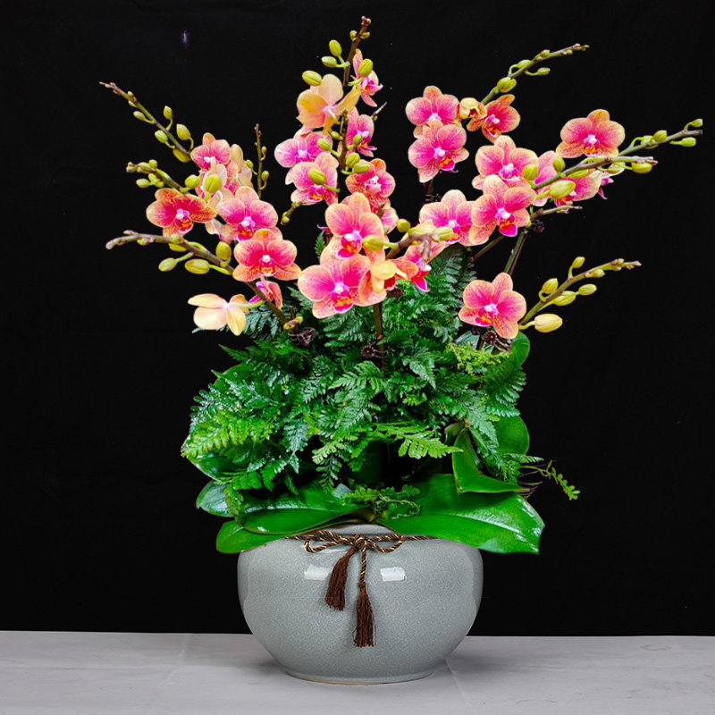 北京同城开业蝴蝶兰金蝶盆栽鲜花礼品真兰花盆景年宵室内客厅花卉