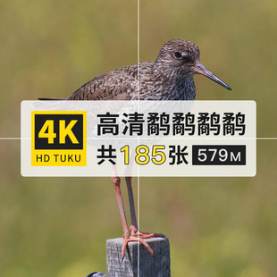 鹬杓鹬蛎鹬红脚鹬水滨鸟类4K高清电脑图片壁纸ps海报大图jpg素材