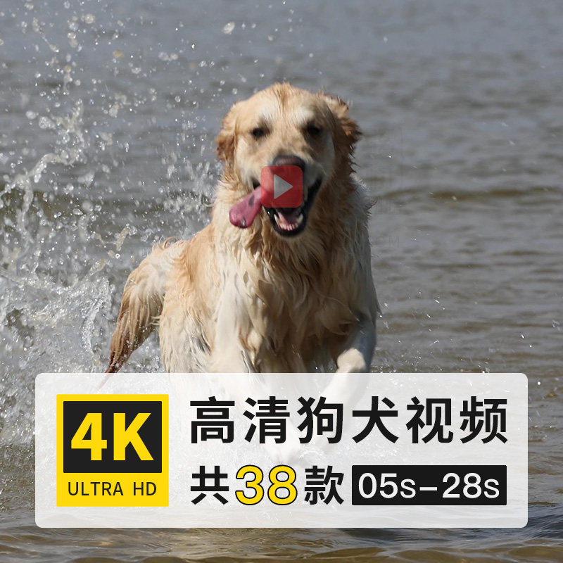 小狗犬科哺乳动物4K高清延时实拍横屏动态短视频剪辑制作参考素材