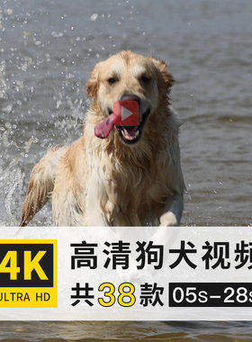 小狗犬科哺乳动物4K高清延时实拍横屏动态短视频剪辑制作参考素材