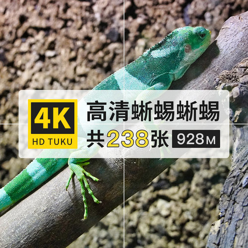 蜥蜴蛇舅母四脚蛇爬行动物大图4K高清电脑图片壁纸ps海报插画素材