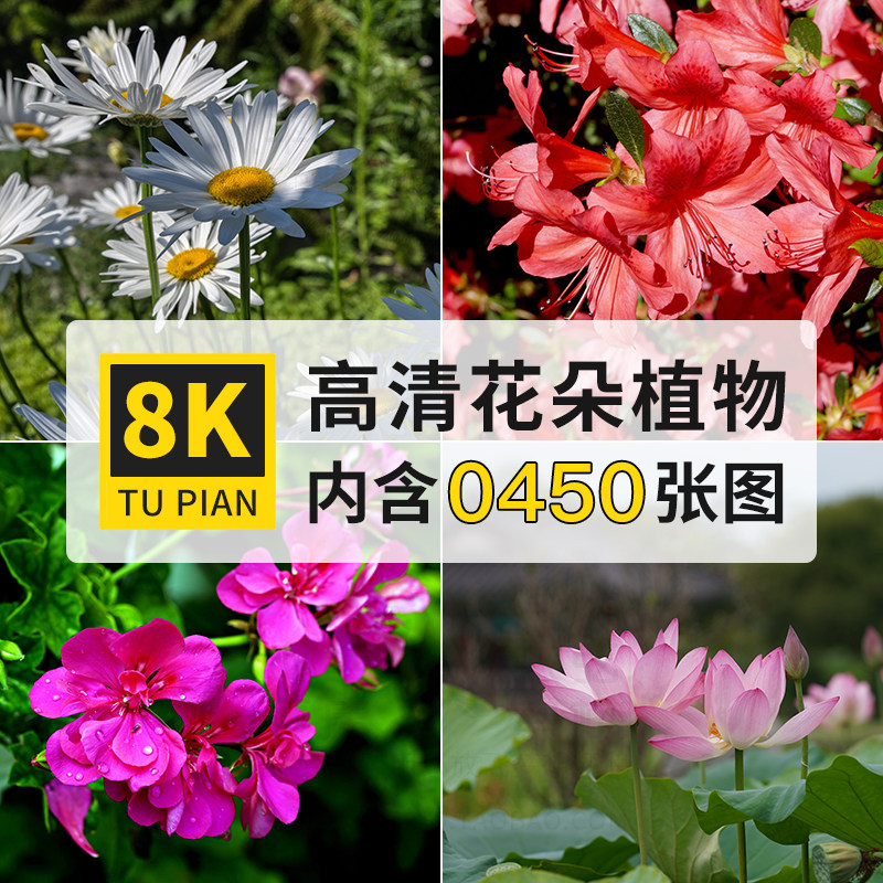 花朵花卉鲜花菊花植物图片8k高清电脑壁纸ps设计绘画插画参考素材