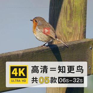 知更鸟红襟鸟知更雀欧亚鸲小型鸣禽鸟类动物高清4K短视频实拍素材
