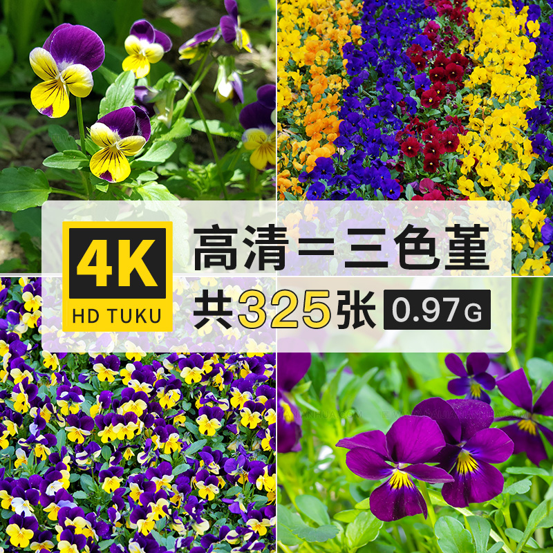 三色堇蝴蝶花堇菜科花朵花卉图片4K高清壁纸ps美术绘画参考素材库 商务/设计服务 设计素材/源文件 原图主图