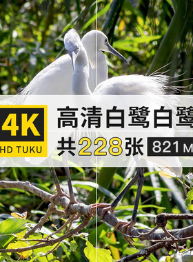 白鹭黄嘴涉禽白色鸟类大图4K高清电脑图片壁纸ps海报背景jpg素材