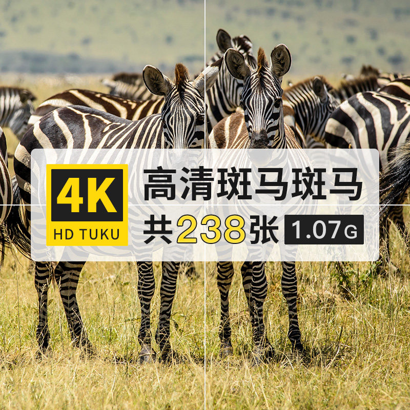 斑马黑白条纹哺乳动物大图4k高清电脑图片壁纸ps设计海报插画素材