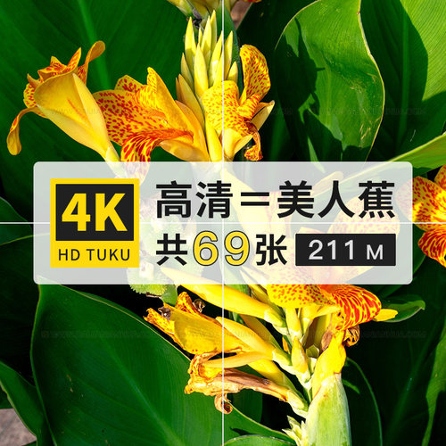 美人蕉红艳蕉花朵图片4K高清电脑壁纸ps设计绘画插画参考临摹素材