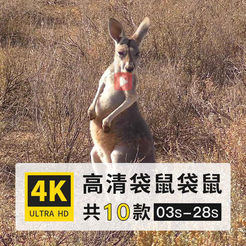 袋鼠有袋哺乳动物4k高清延时定时实拍短视频素材动态剪辑制作参考
