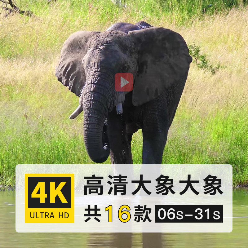 大象长鼻哺乳动物4k高清延时实拍横屏动态短视频剪辑制作参考素材