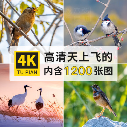 知更鸟翠鸟鹦鹉燕子啄木鸟类动物4K高清电脑图片壁纸大图jpg素材