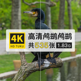 鸬鹚水老鸦鱼鹰大型水鸟大图4K高清电脑图片壁纸海报背景jpg素材