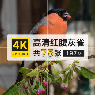 红腹灰雀鸟类动物大图4K高清电脑图片壁纸ps海报绘画插画jpg素材