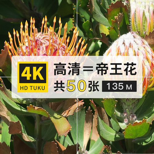 帝王花菩提花海神花朵图片素材4K高清壁纸ps设计美术绘画插画参考