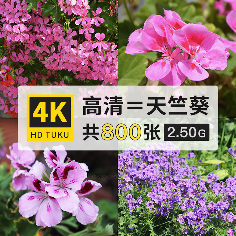 天竺葵洋绣球花朵花卉图片素材4k高清壁纸ps设计背景美术绘画参考