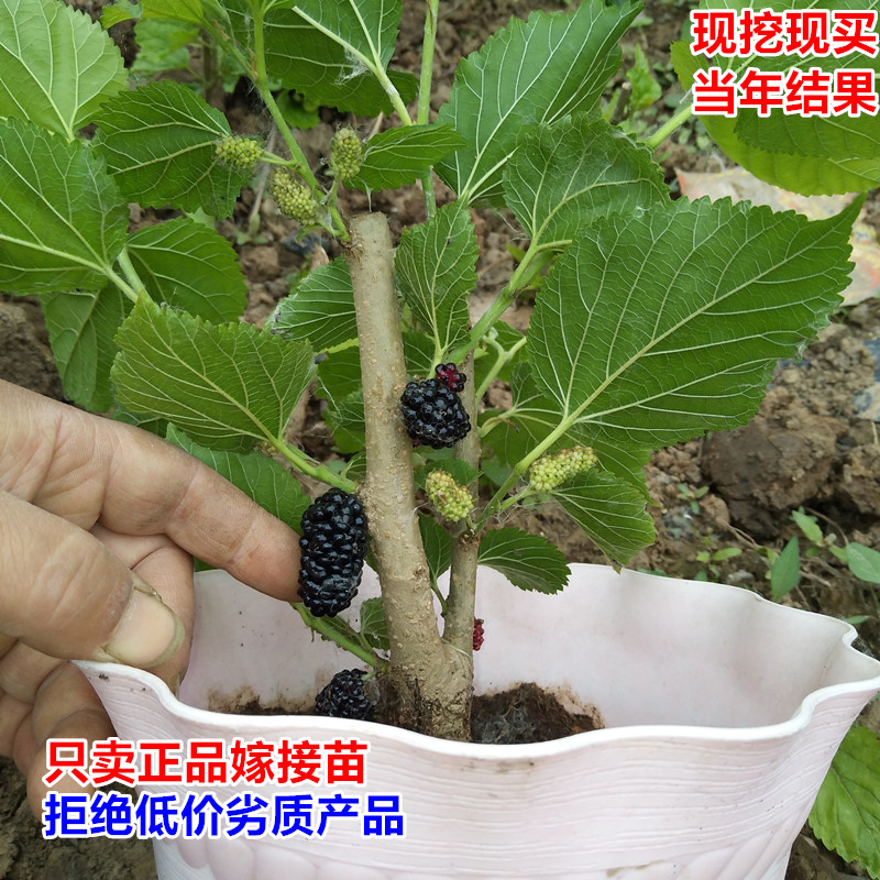 桑葚树苗 桑树苗盆栽嫁接食用黑桑树大叶苗 四季养蚕南方北方种植
