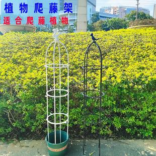 月季爬藤架铁线莲黄瓜藤本植物花架花盆栽花架子固定器牵引架支撑
