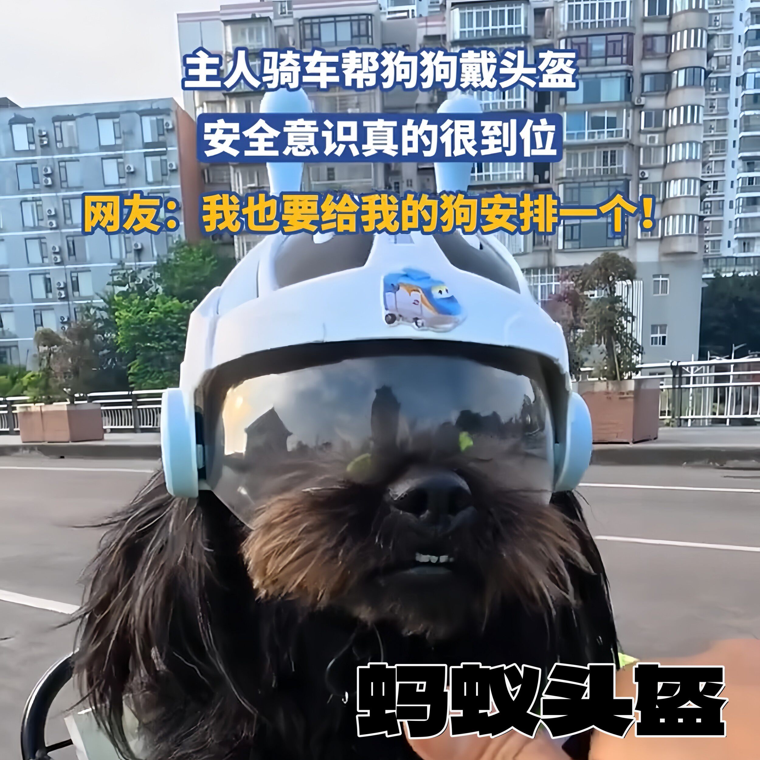 安全意识非常到位！小狗头盔防震防摔宠物头盔卡通可爱小蚂蚁帽子