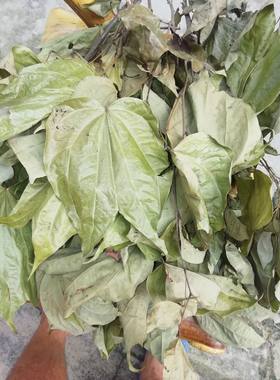 深山野岭金巴叶散装泡洒料