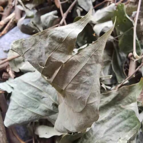 深山野岭金巴酒原料原始森林金巴叶泡酒新干叶子根茎500克包邮