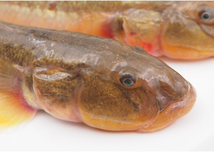 小号野生沙光鱼海鲶鱼沙逛连云港海鲜新鲜鲜活小龙鱼赛龙王扔巴鱼