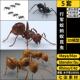 OBJ Rhino犀牛C4D行军蚁蚂蚁昆虫SU FBX 3Dmax模型 MAYA blender