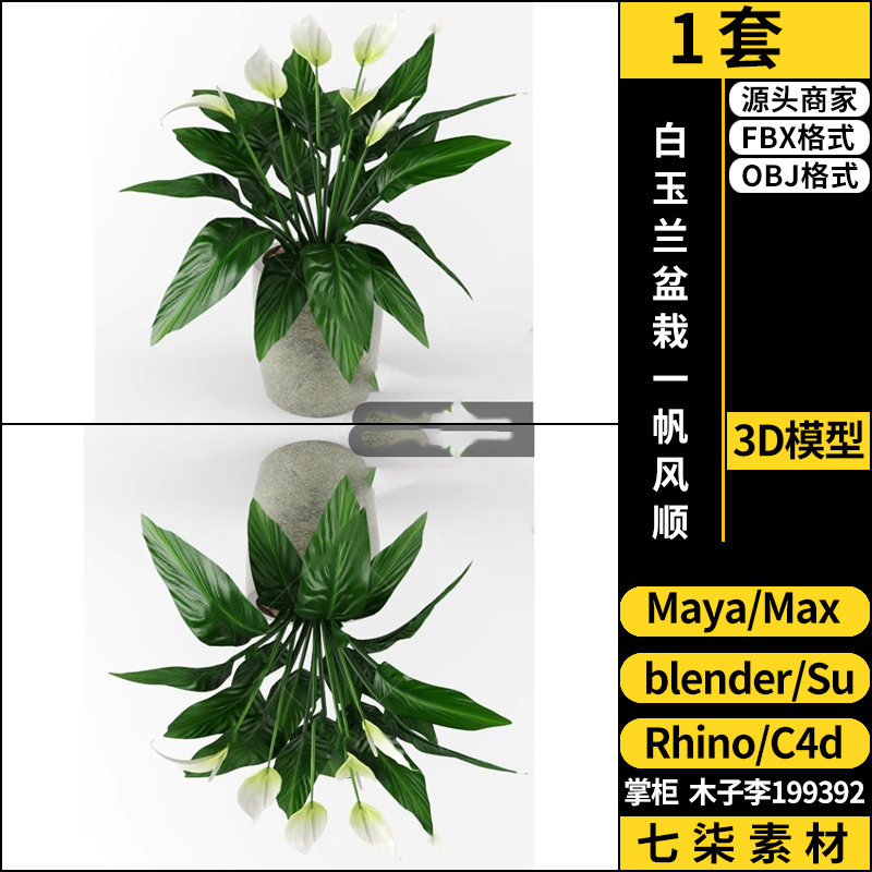 maya白玉兰绿植盆栽一帆风顺SU/blender/C4D/Rhino/3Dmax模型FBX