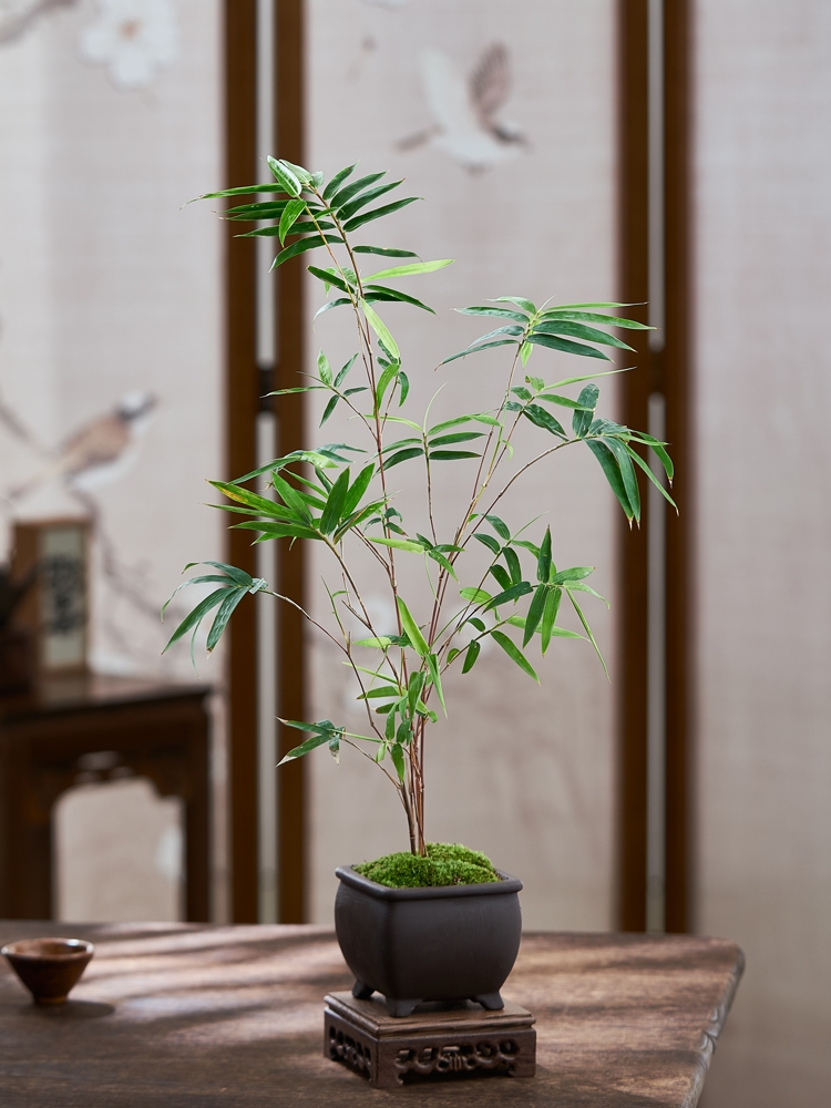 红观音竹 红竹 实心竹 室内外办公室耐寒耐晒网红竹绿植盆栽好养