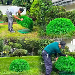 户外井盖装饰草球尤加利米兰