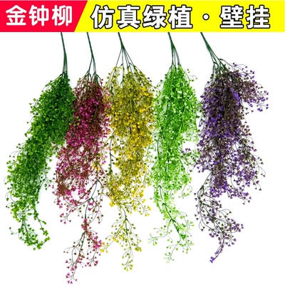 花艺吊兰酒吧绿植物藤类金钟柳