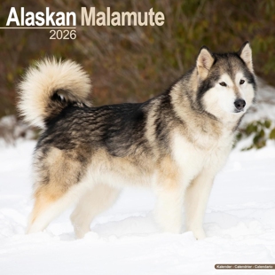 Alaskan Calendar 动物摄影写真 Wall 2026 Malamute 进口日历 英文原版 狗 阿拉斯加雪橇犬2026年挂历 预售