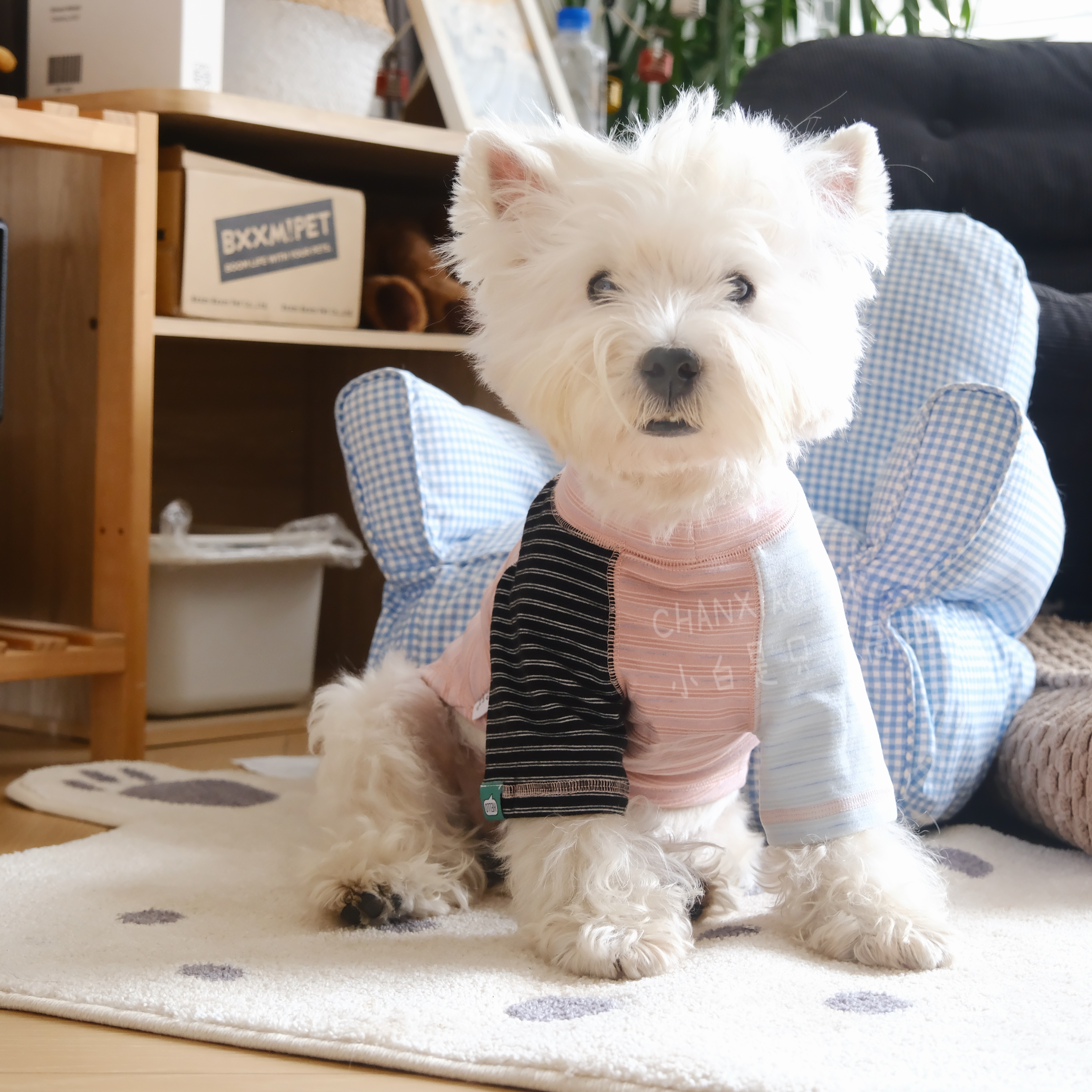 秋冬新款狗狗衣服西高地比熊