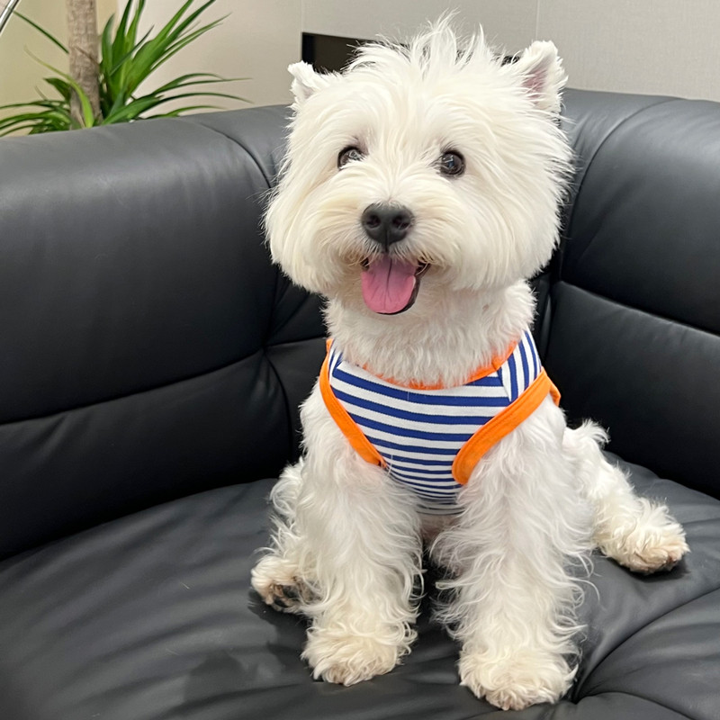 长颈鹿呀宠物春夏背心条纹吊带凉感西高地衣服比熊雪纳瑞泰迪背心,宠物/宠物食品及用品,狗宠物服装/雨衣,淘宝优惠券,粉丝福利购,淘宝优惠卷