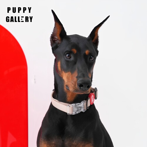 puppygallery狗项圈外出牵引防水
